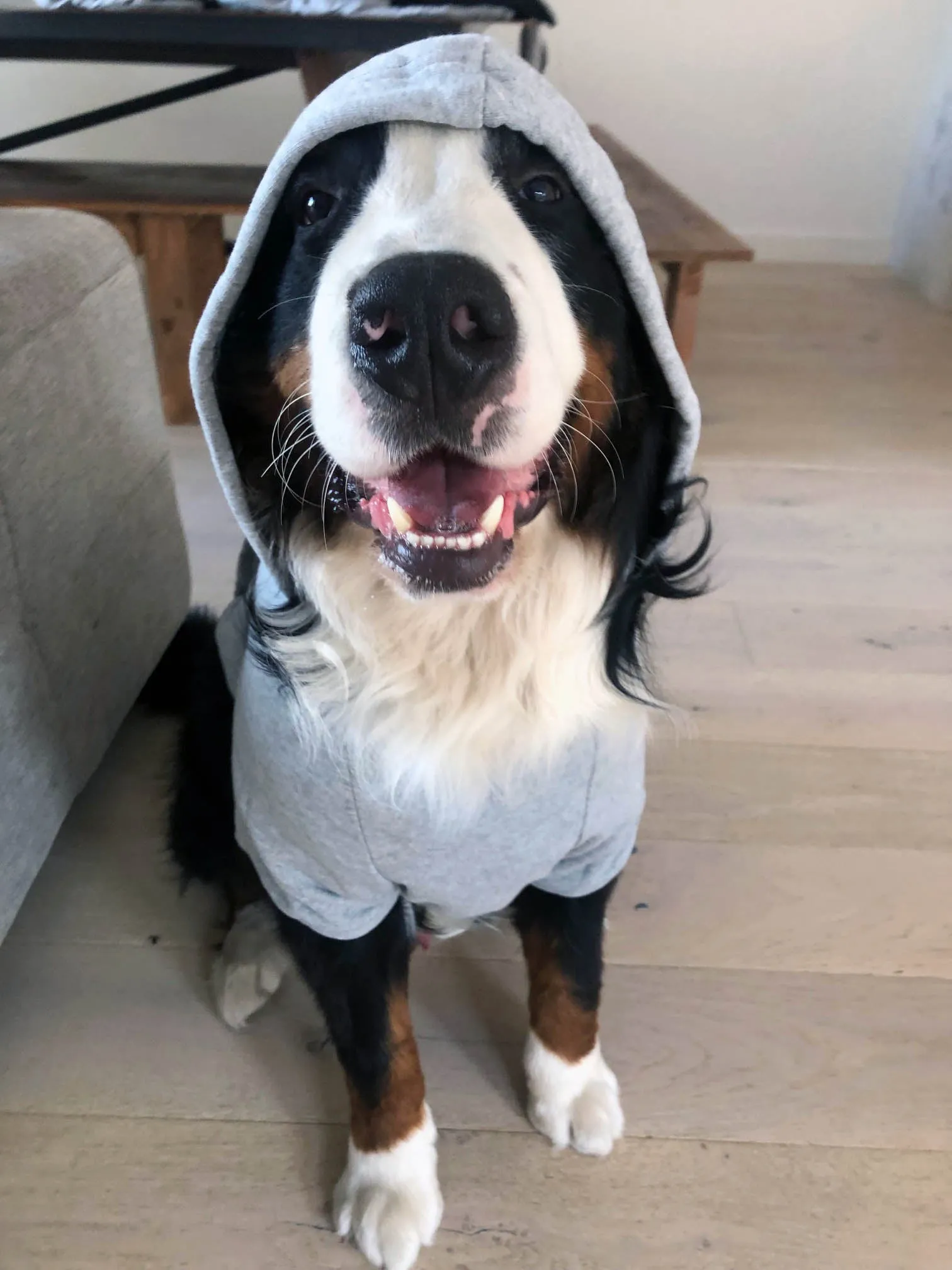 Custom DOG hoodies