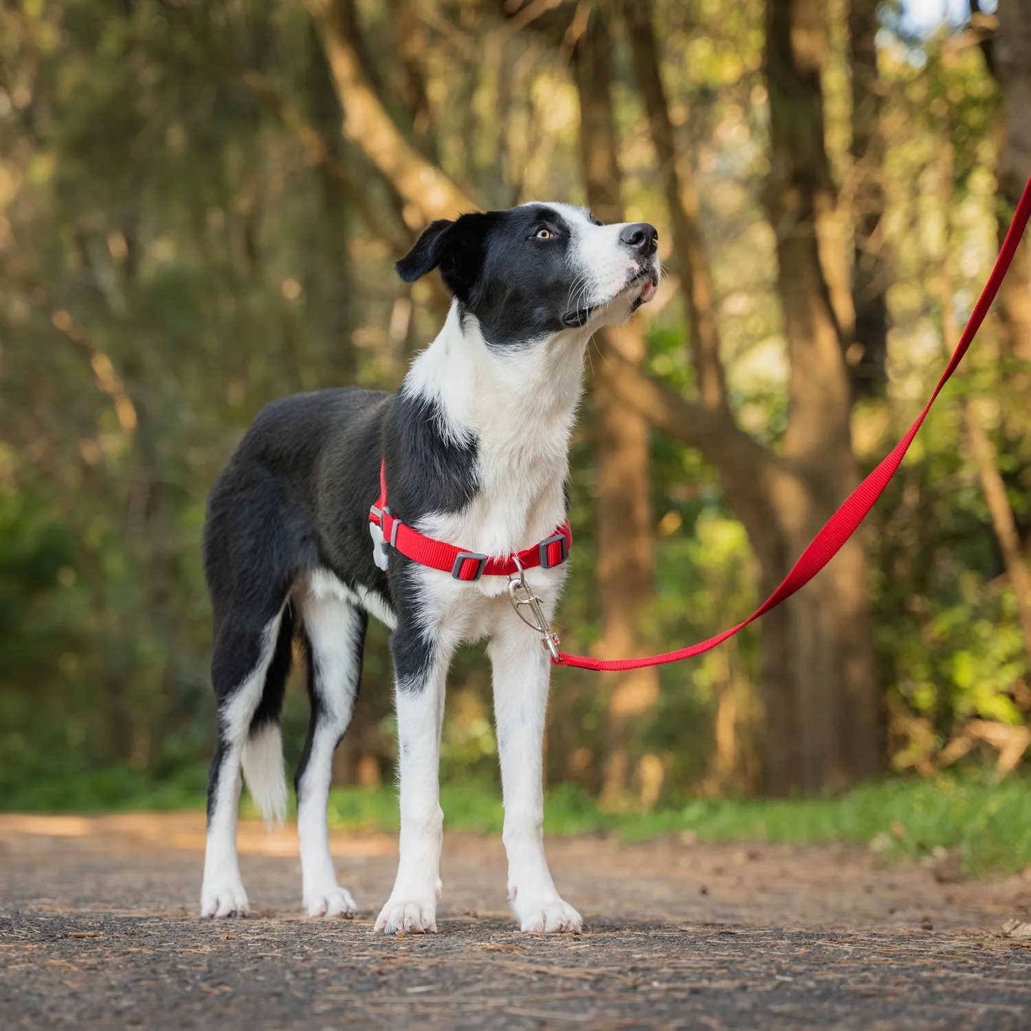 Red Dingo No-Pull Harness